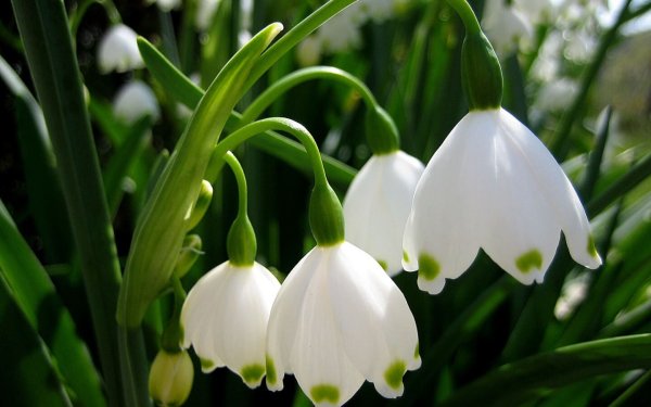 Доброе утро Весна