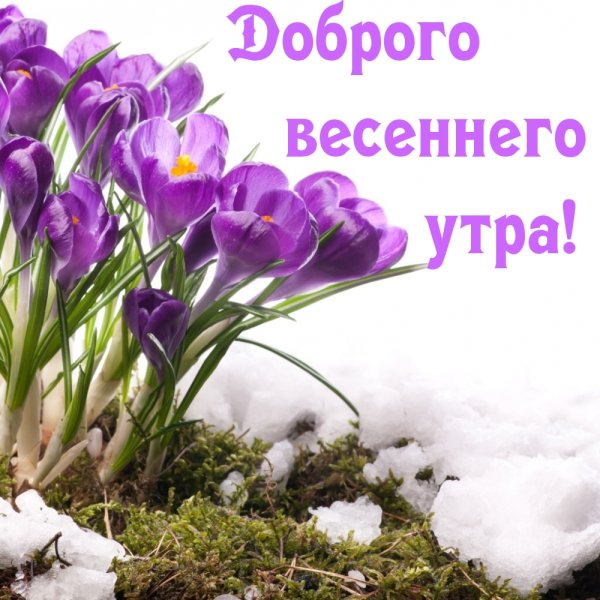 Доброе утро стподснежниками