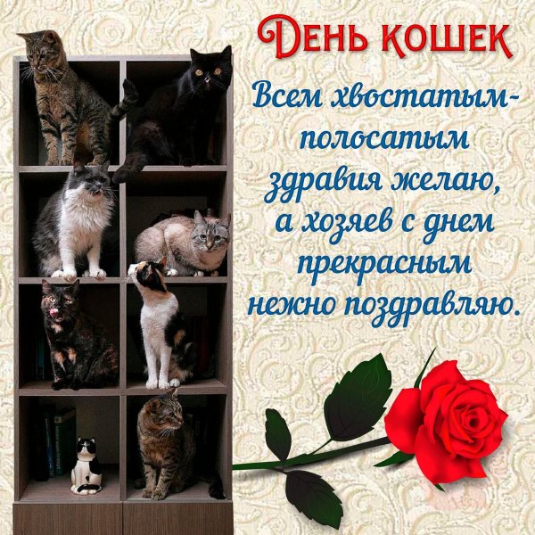 Поздравления с днём кошек