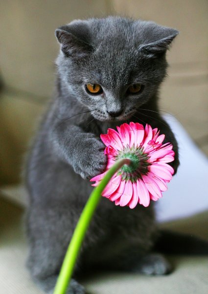 Котенок с цветочком