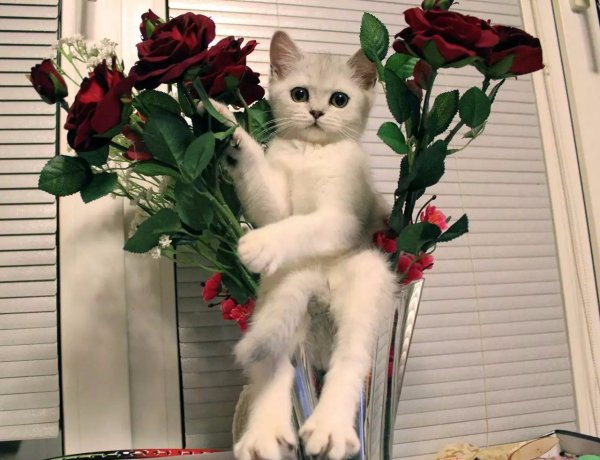 Котик с букетом