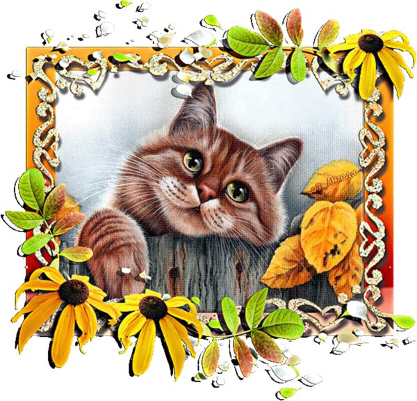 Открытка "кошки"