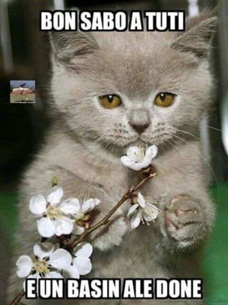 Кот с цветочками в лапках