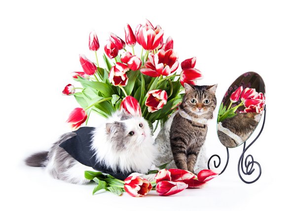 Мартовские коты поют