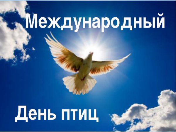 Встречаем птиц