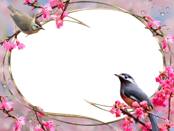 Птицы наши друзья