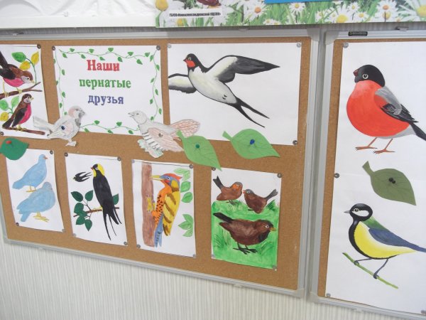 Утро птички