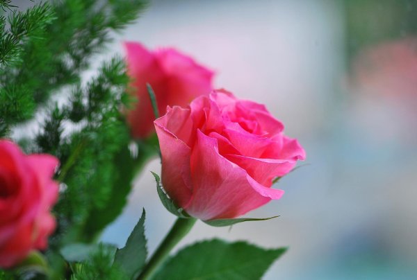 Хороших выходных розы