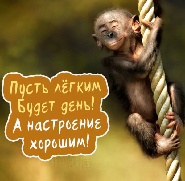 Пожелания доброго дня