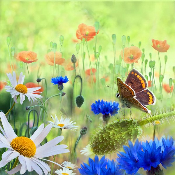 Доброго летнего утра и хорошего дня