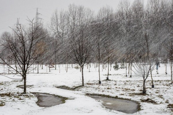 Крокусы и подснежники