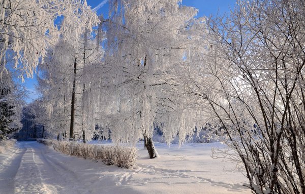 Зимнее утро
