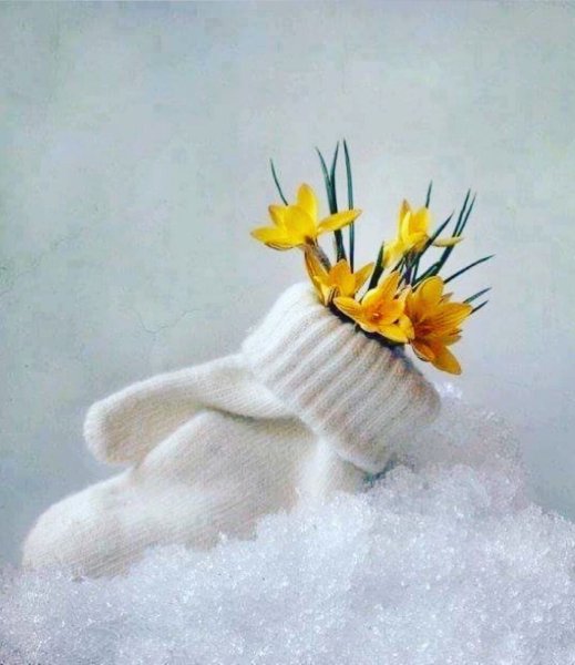 Рябина зимой