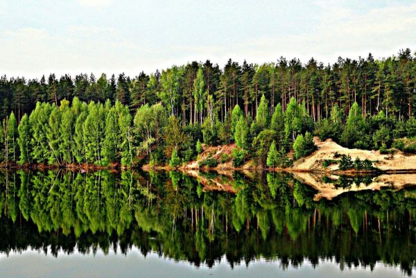 День леса