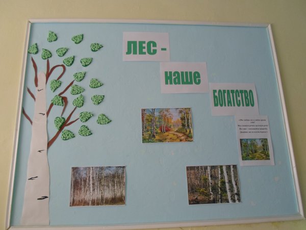 Лес наше богатство