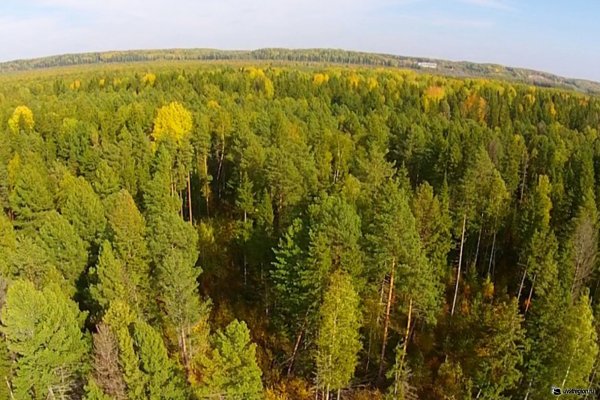 Леса Уватского района