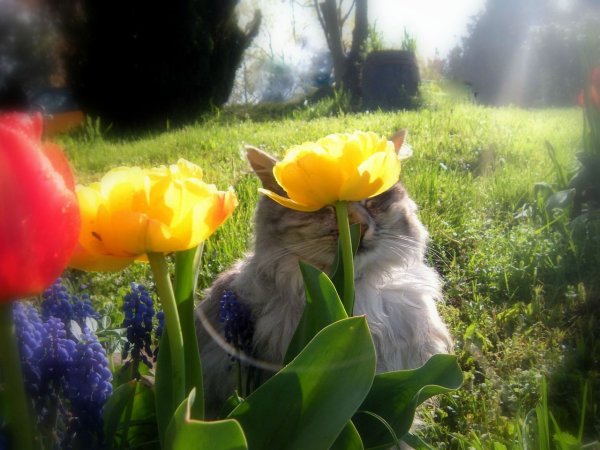 Котик с цветочком