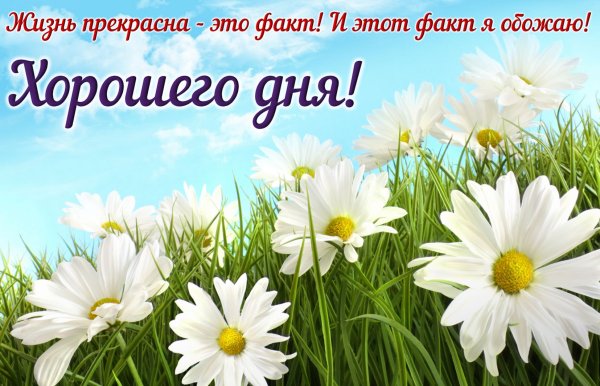 Хорошего дня и отличного настроения ромашки