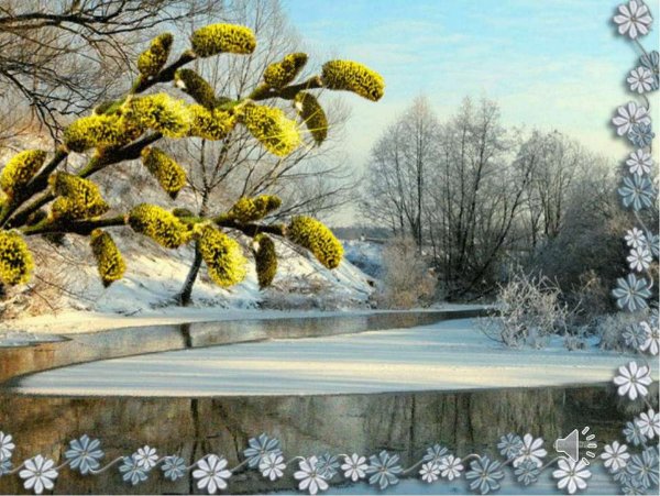 Первоцвет белоцветник