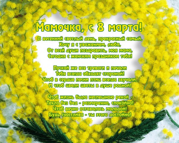 Мимоза цветок на 8 марта