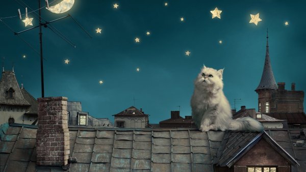 Кот на крыше