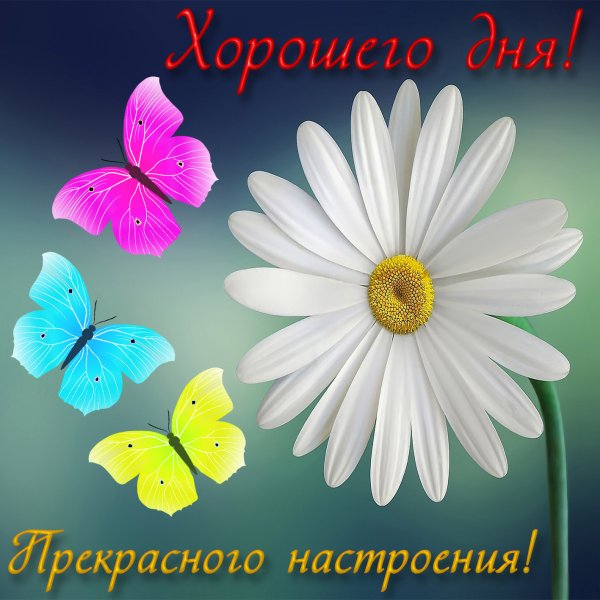 Открытки с добрым днём
