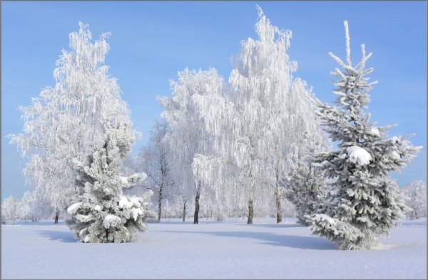 Зимний лес солнце