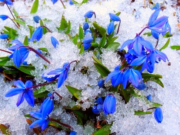 Апрель Подснежник Чайковский