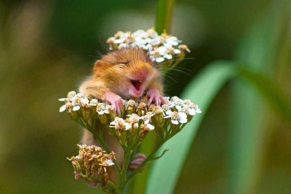 Хомяк с цветочком