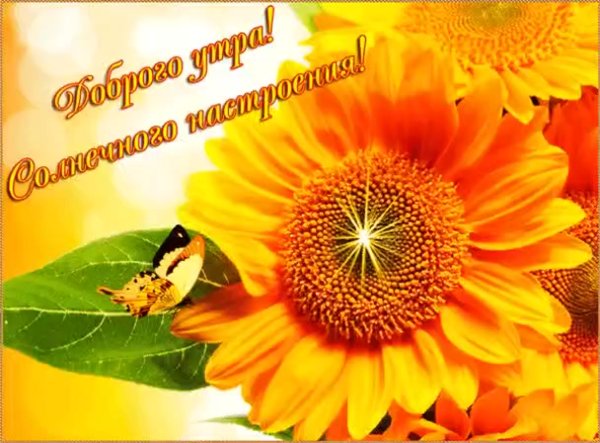 Солнечного дня и отличного настроения