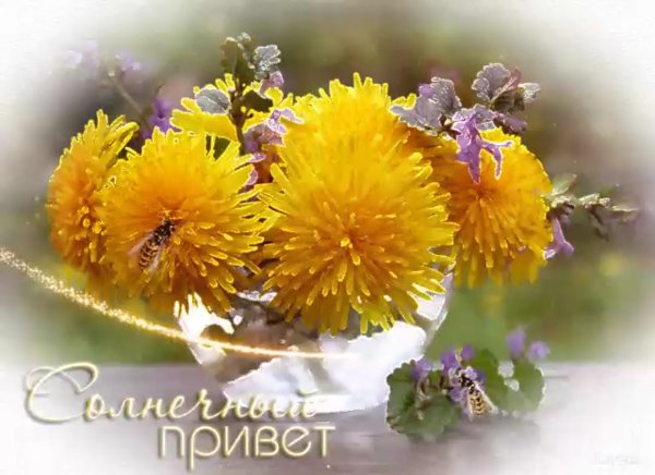 Мерцающие одуванчики