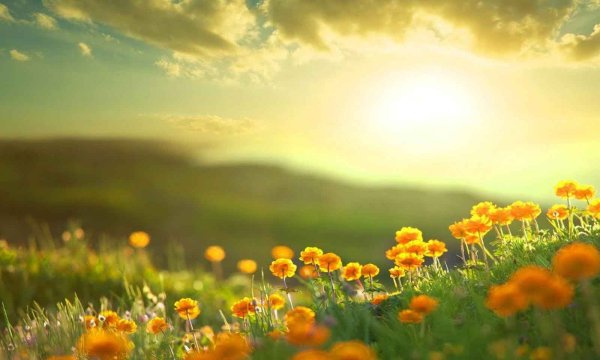 Солнечный луг с цветами