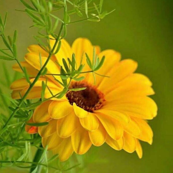 Солнечного настроения и удачи