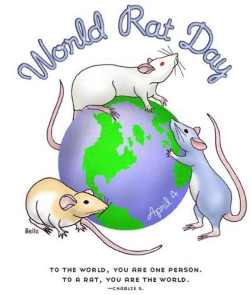 Картинки всемирный день крысы 4 апреля (48 фото)