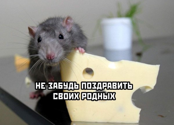 Домашняя мышь и крыса