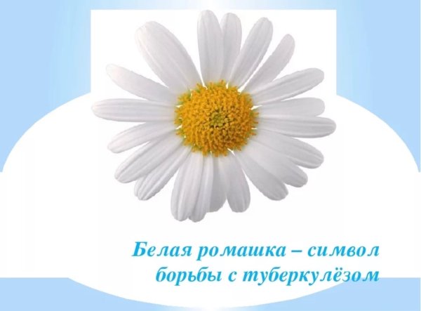 24 Марта белая Ромашка туберкулез