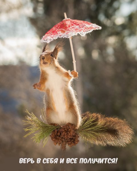 Доброе утро белка