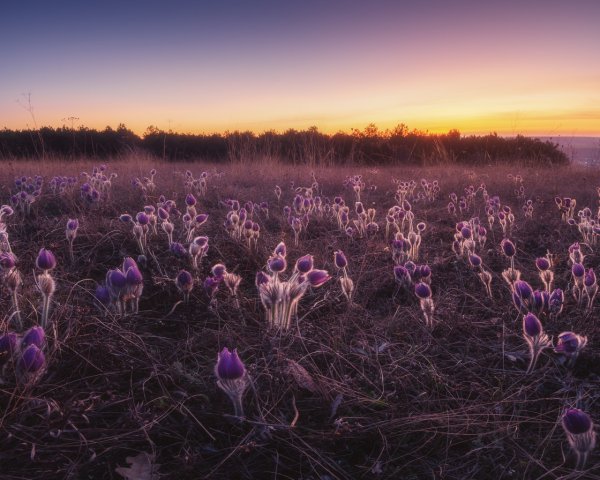 Съёмка макро на Nikon d5100