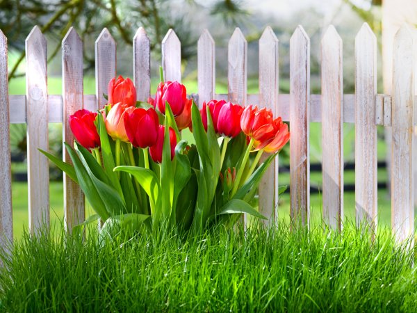 Обои на рабочий стол Весна широкоформатные