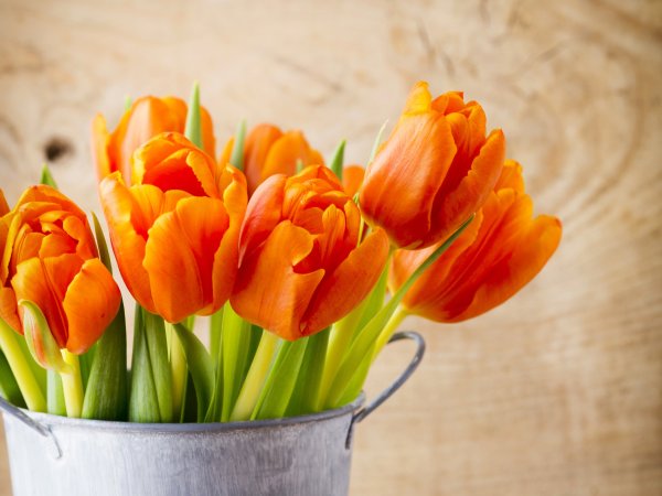 Тюльпан first Rosy Orange