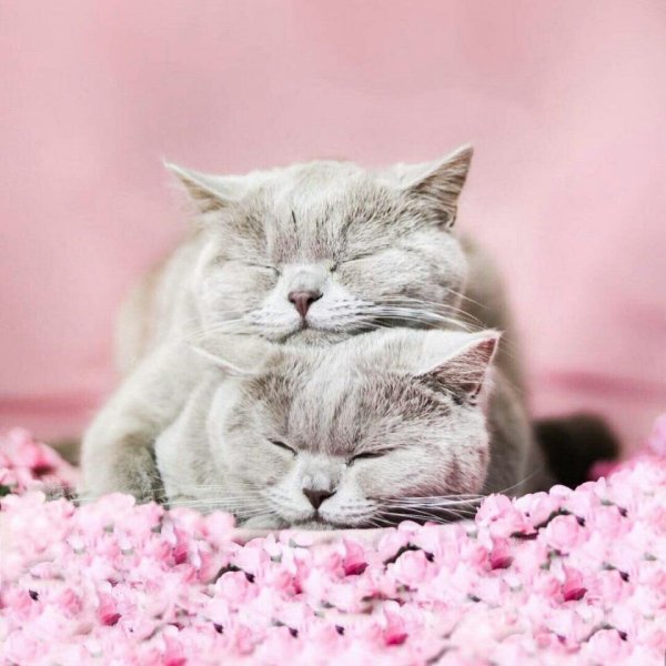 Кошки любовь