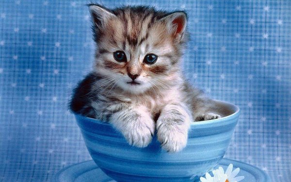 Красивые котята
