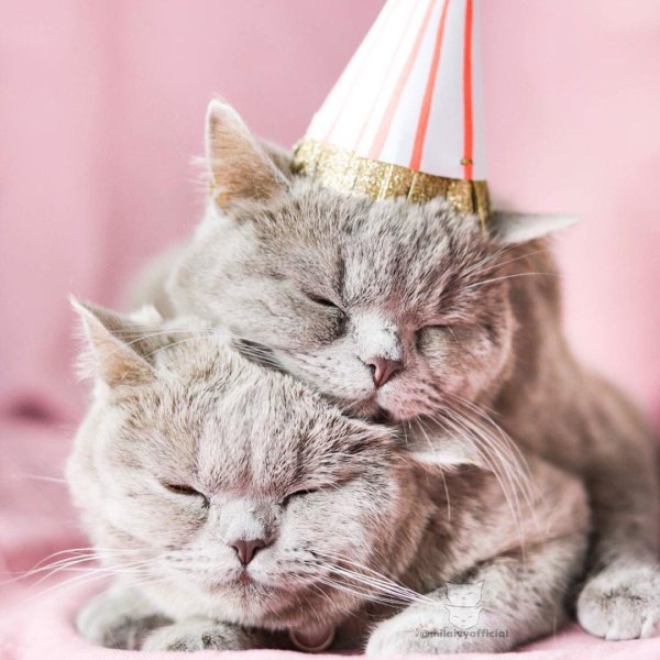 Влюбленные кошки