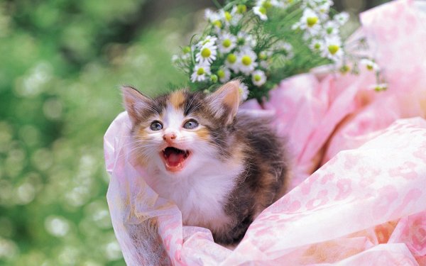 Милые котята с цветами