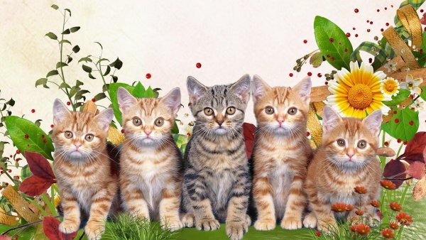 Фон с котятами