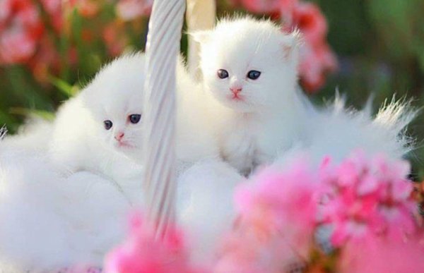 Белый котенок в цветах