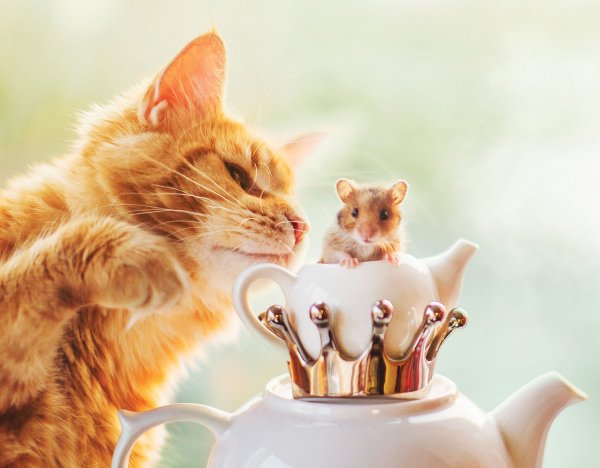 Доброе утро котик