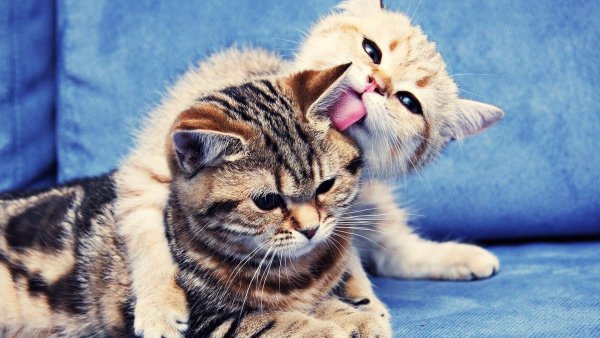 Котики обнимаются