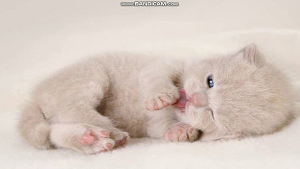 Нежные котята