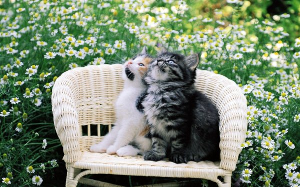 Котёнок с цветком